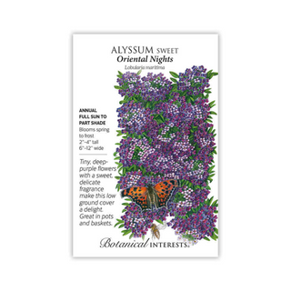 Alyssum Sweet Oriental Nights