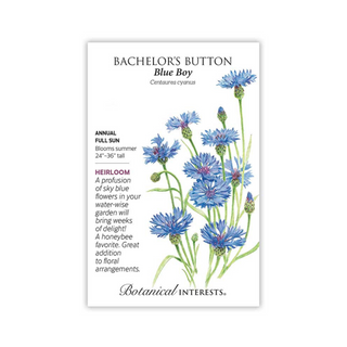 Bachelor's Button Blue Boy