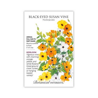 Black-Eyed Susan Vine