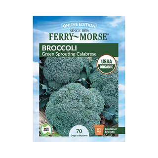 Broccoli Green Sprouting Calabrese Organic