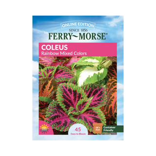Coleus - Rainbow MC