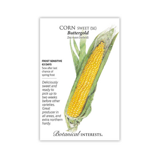 Corn Sweet Buttergold