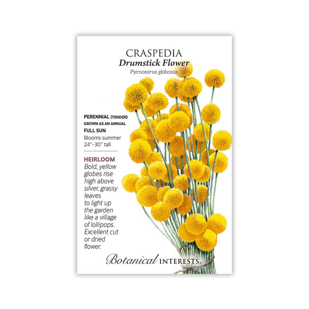 craspedia plants Craspedia Drumstick Flower – Pittsboro Feed