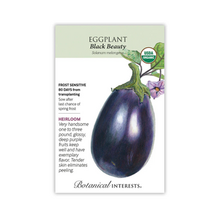 Eggplant Black Beauty