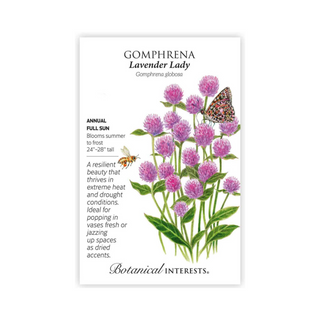 Gomphrena Lavender Lady