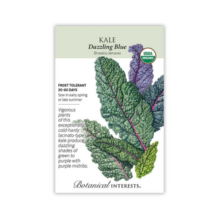 Kale Dazzling Blue