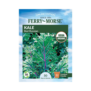 Kale Red Russian Organic