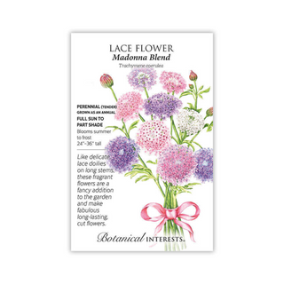 Lace Flower Madonna Blend