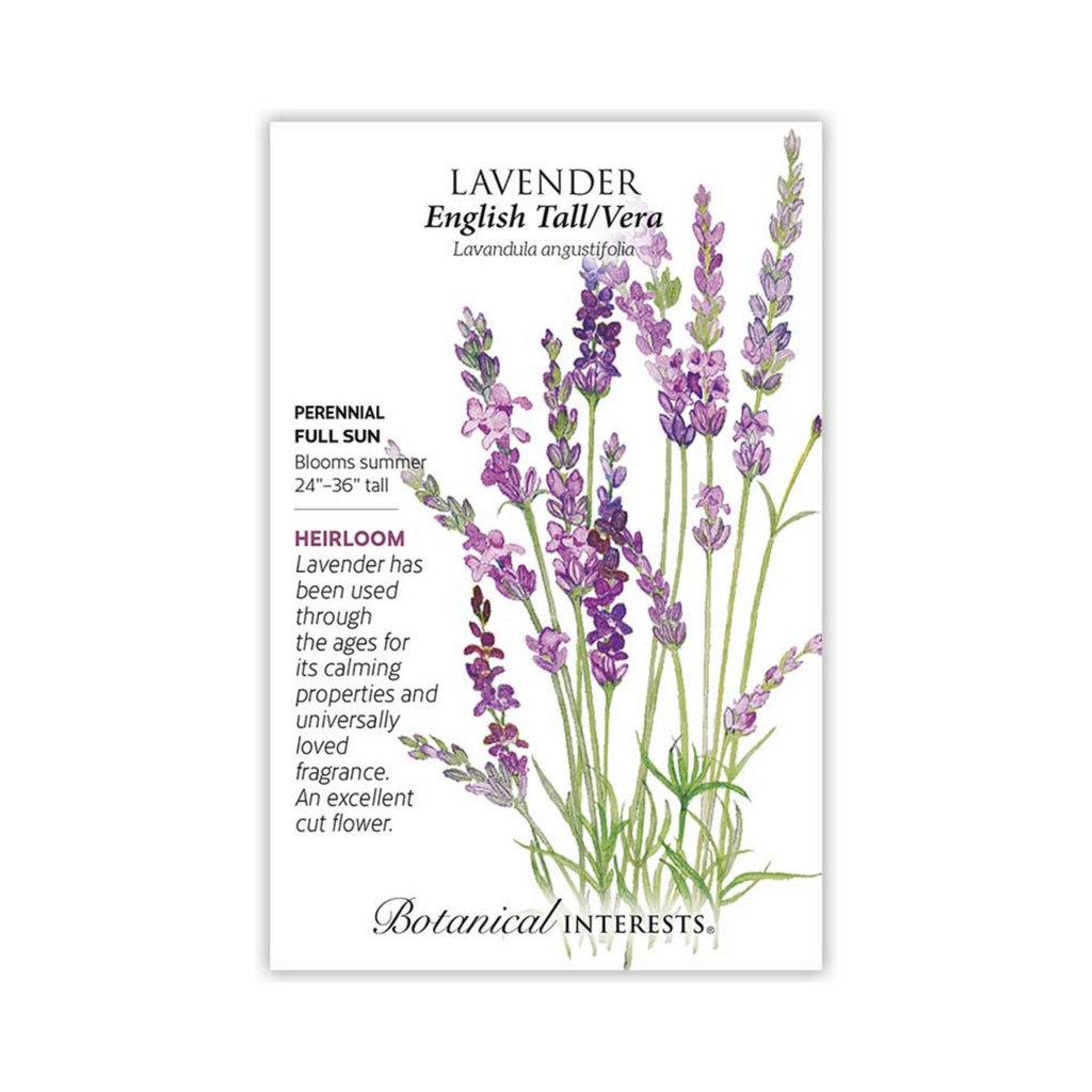 lavender vera plant Lavender English Tall/Vera – Pittsboro Feed