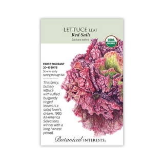 Lettuce Leaf Red Sails