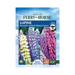Lupine - Russell's Hybrid Mixed Colors