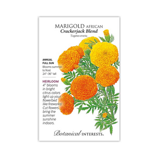 Marigold African Crackerjack