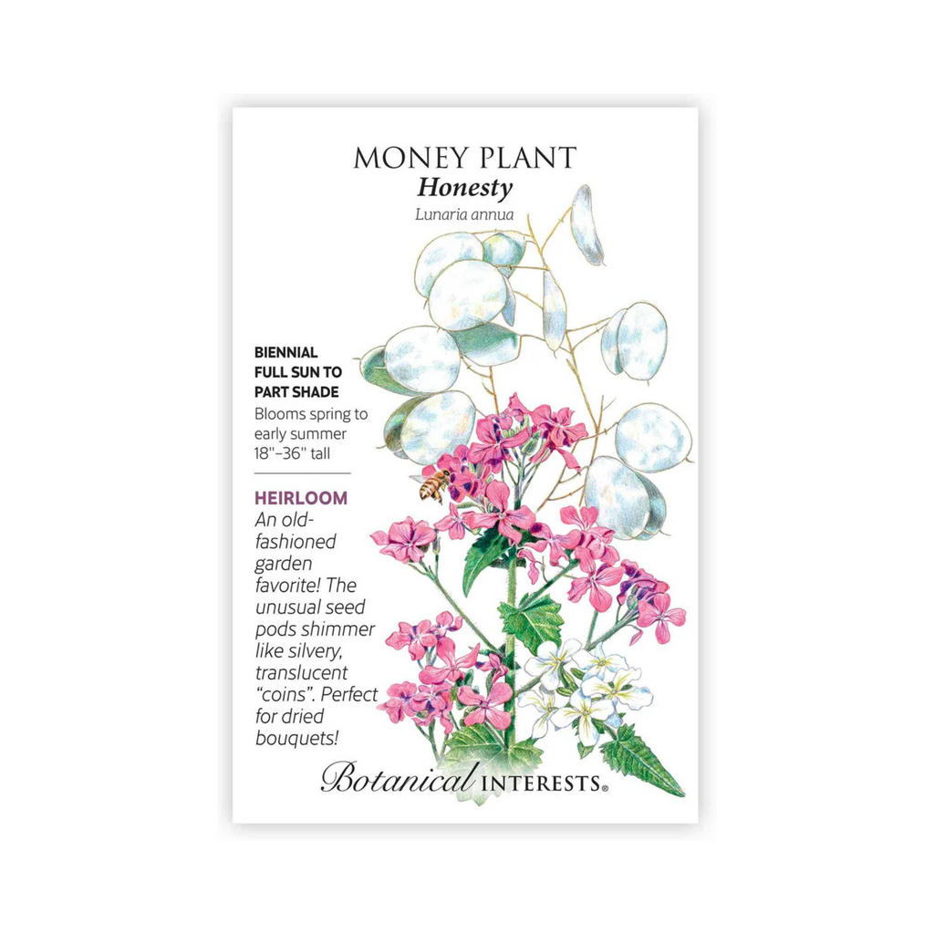 Money Plant Honesty – Pittsboro Feed