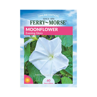 Moonflower - Evening Glory