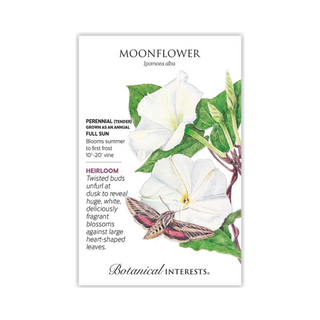 Moonflower