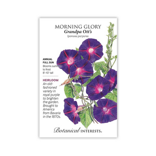 Morning Glory Grandpa Ott's