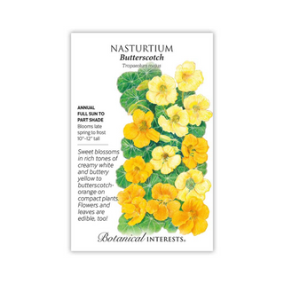 Nasturtium Butterscotch