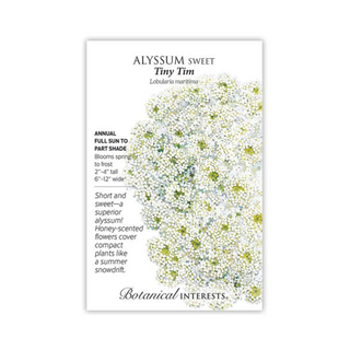 Alyssum Sweet Tiny Tim