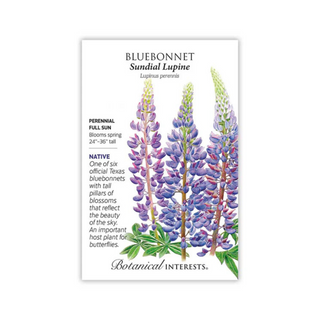 Bluebonnet Sundial Lupine