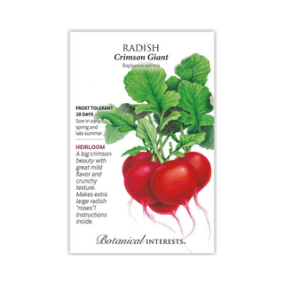 Radish Crimson Giant