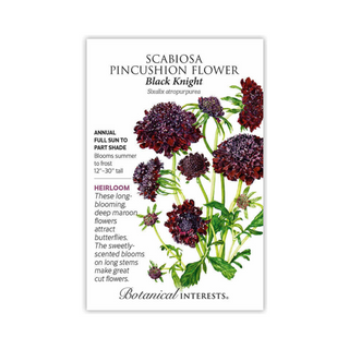 Scabiosa Pincushion Flower Black Knight