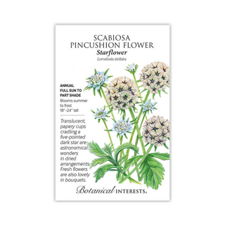 Scabiosa Starflower