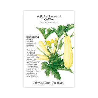 Squash Summer Chiffon hybrid