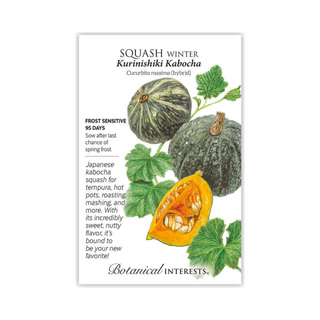 Squash Winter Kabocha hybrid