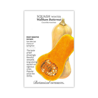 Squash Winter Waltham Bttrnt
