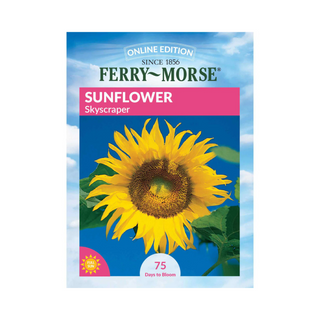 Sunflower - Skyscraper