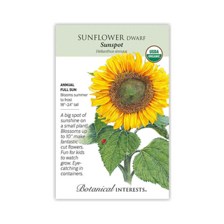 Sunflower Dwarf Sunspot