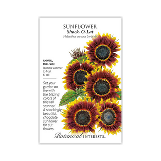 Sunflower Shock O Lat