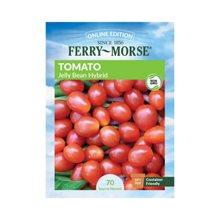 Tomato - Jelly Bean Hybrid