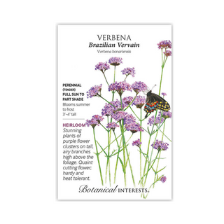 Verbena Brazilian Vervain