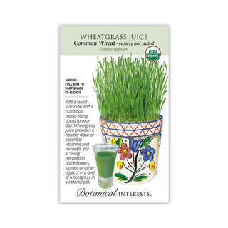 Wheatgrass Juice Common Wheat