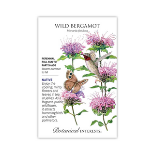 Wild Bergamot