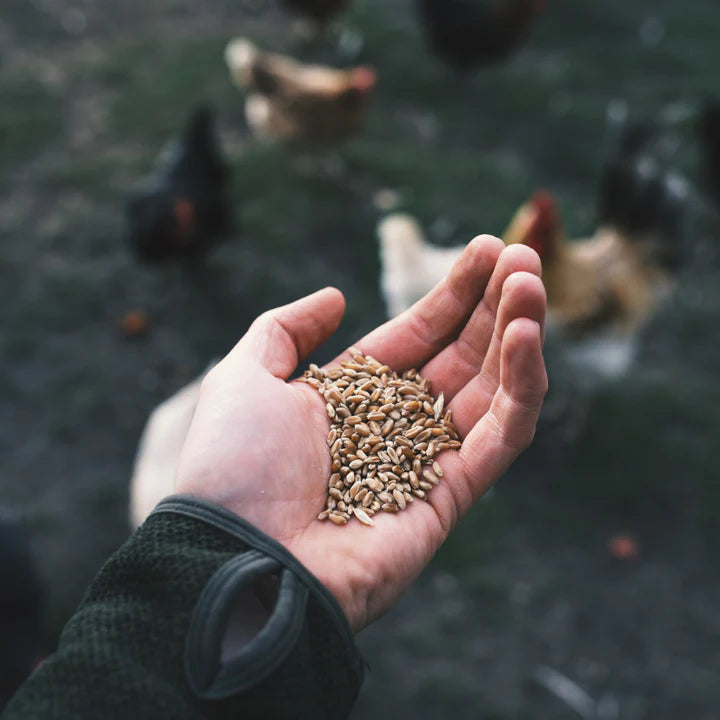 Poultry Feed & Treats