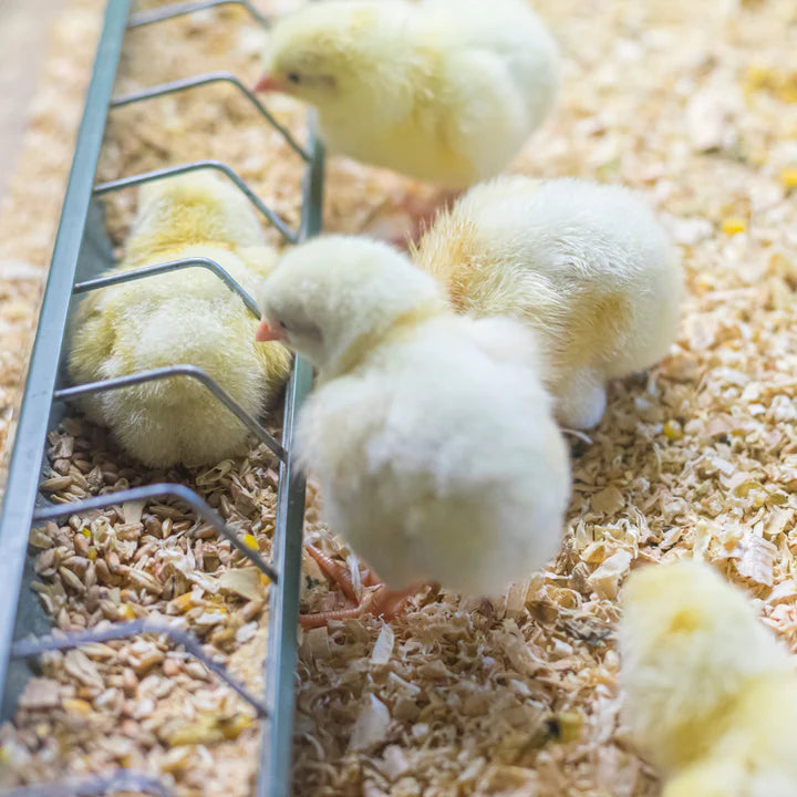Poultry Brooders & Accessories