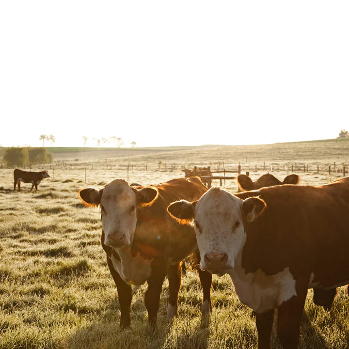 Livestock Fly Control