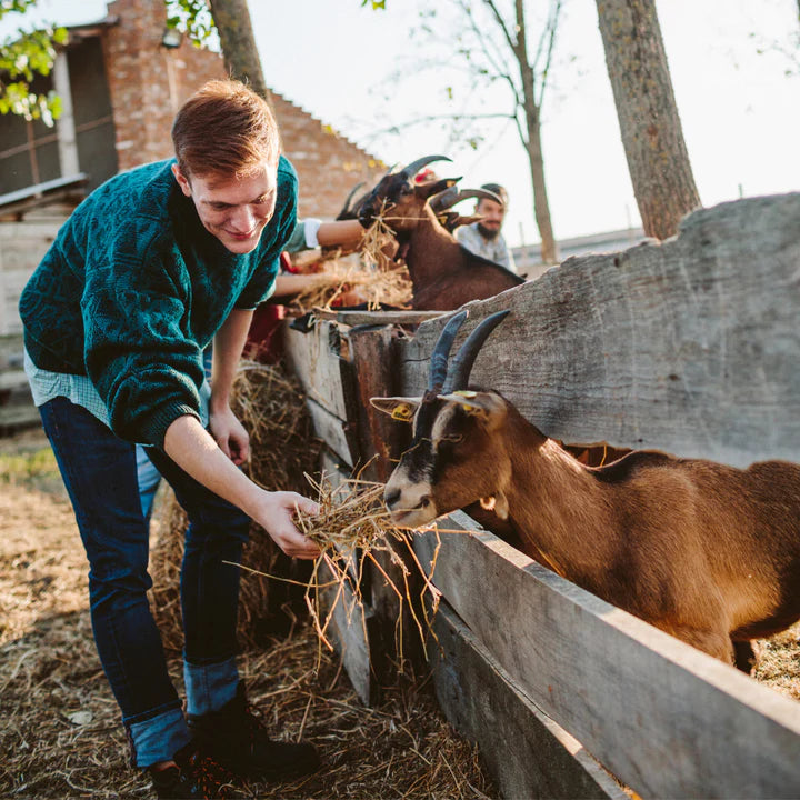 Livestock Hay, Forage & Grains