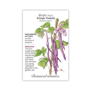 Bean Pole Trionfo Violette
