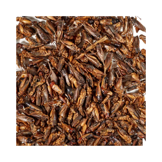 Dried Crickets Chicken Treats by LuckyQworms
