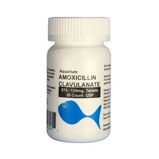 Fish Amox Clav - Amoxicillin / Clavulanate