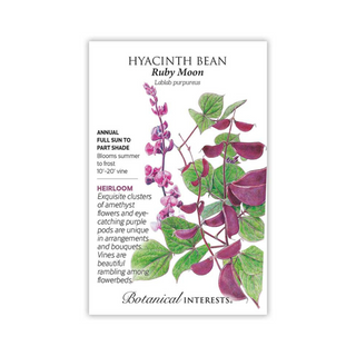 Hyacinth Bean Ruby Moon