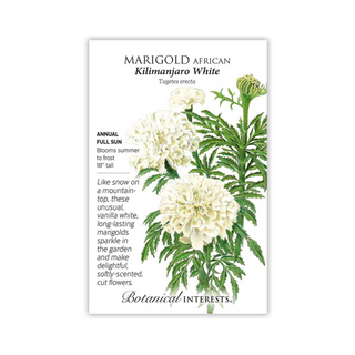 Marigold African Kilimanjaro White