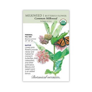 Milkweed Butterfly Flower Common