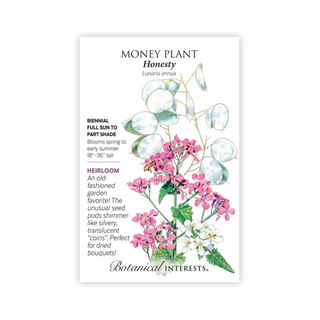 Money Plant Honesty