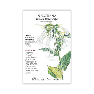 Nicotiana Indian Peace Pipe