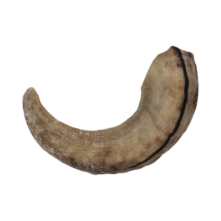 Icelandic Lamb Horn