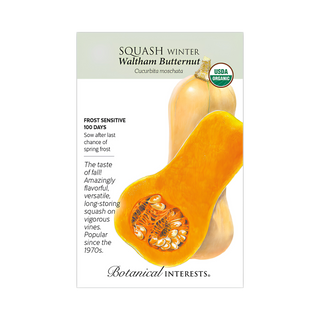Squash Winter Waltham Butternut